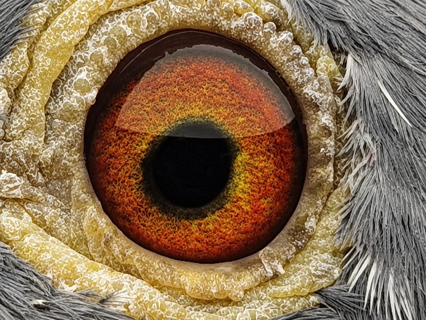 Pigeon eye